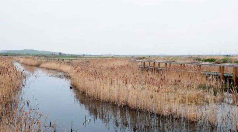 Boardwalk next to a newly created ditch and reedbed area, running parallel to the Thames wall.